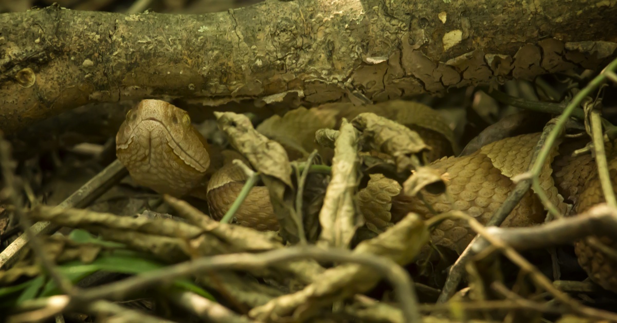 More Hidden App Malware Found on Google Play with over 2.1 Million